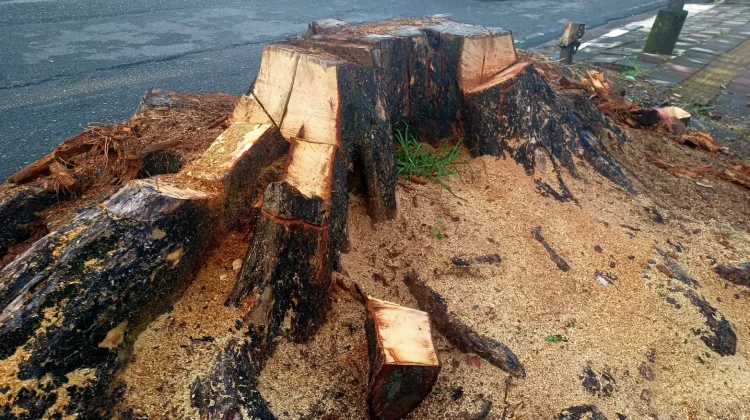Potensi Serbuk Kayu Sisa Pemotongan