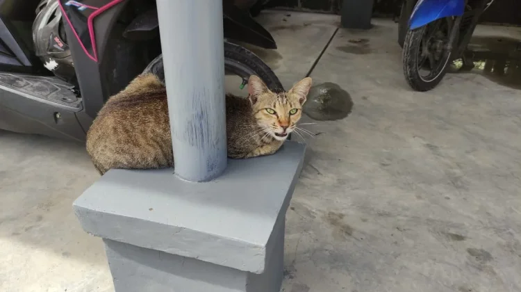Cara Memelihara Kucing di Area Terbatas
