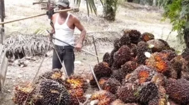 Harga TBS Sawit Pasaman Barat Capai Rp3.912 per Kilogram
