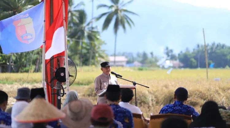 Pemko Solok Perkuat Dukungan bagi Petani Demi Ketahanan Pangan