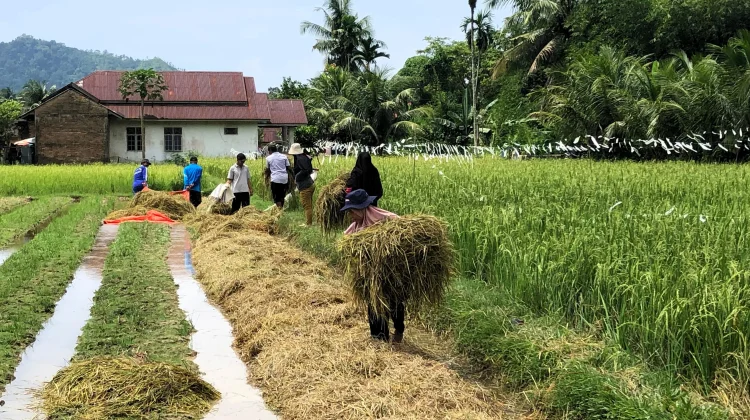 Pengamat Soroti Paradoks Ketahanan Pangan di Pesisir Selatan