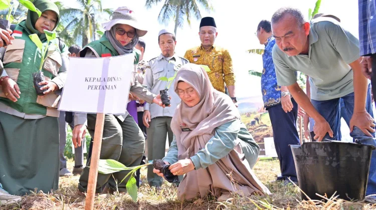 Pemko Payakumbuh Tanam 3.000 Bibit Pisang untuk Dukung Program MBG