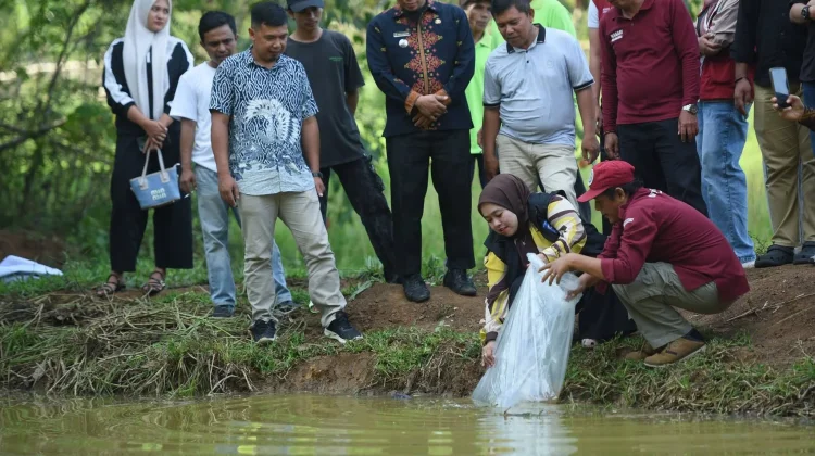 Forikan Sijunjung Salurkan 2.000 Bibit Ikan untuk Dukung Ekonomi Warga