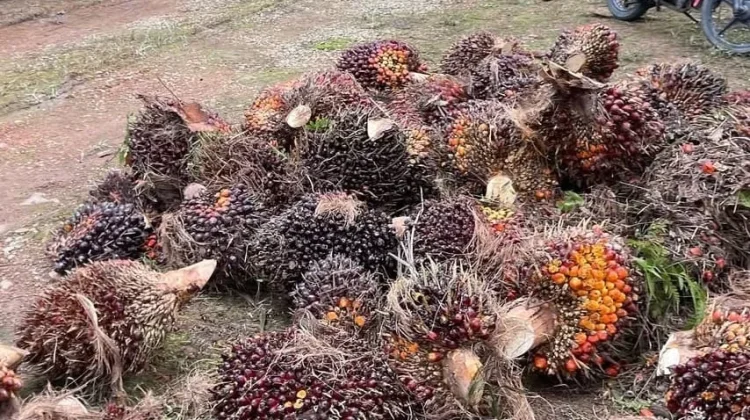 Beberapa Jenis Kelapa Sawit yang Memiliki Produktivitas Tinggi