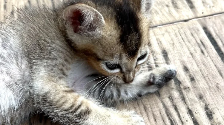 Mengenal Kebiasaan Unik Perawatan Tubuh pada Anak Kucing