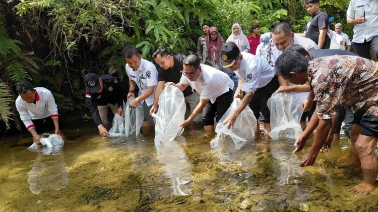 Pemkab Pesisir Selatan Tebar 10 Ribu Benih Ikan Garing di Sungai Gayo