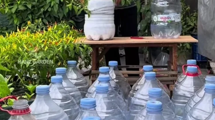 Memanfaatkan Galon Bekas untuk Pot Bunga Bertingkat