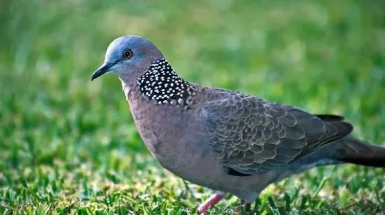 Pesona dan Keunikan Burung Tekukur, Satwa Lokal yang Sarat Makna Filosofis
