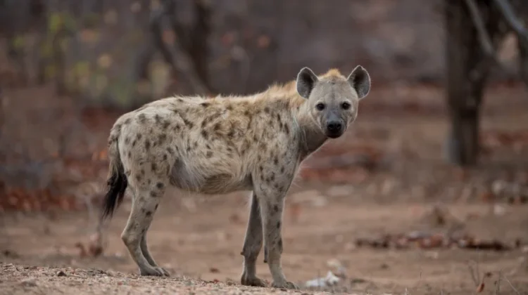 Fakta dan Keunikan Hyena yang Jarang Diketahui