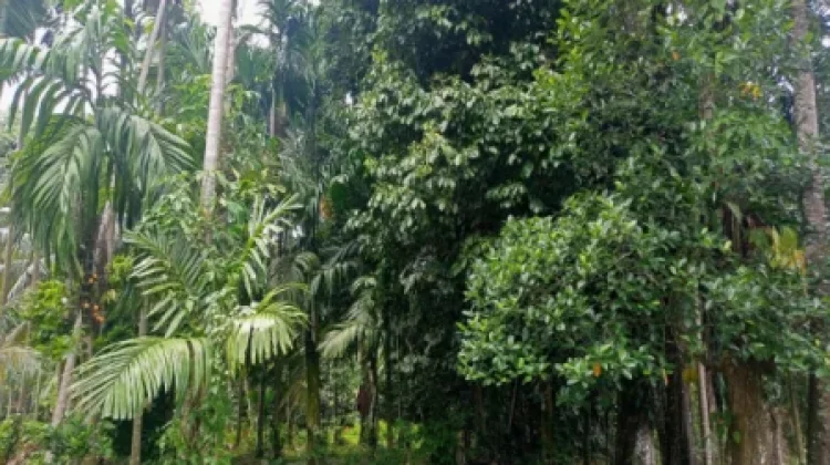 Dosen UNAND Dorong Perdagangan Karbon Berbasis Hutan Nagari
