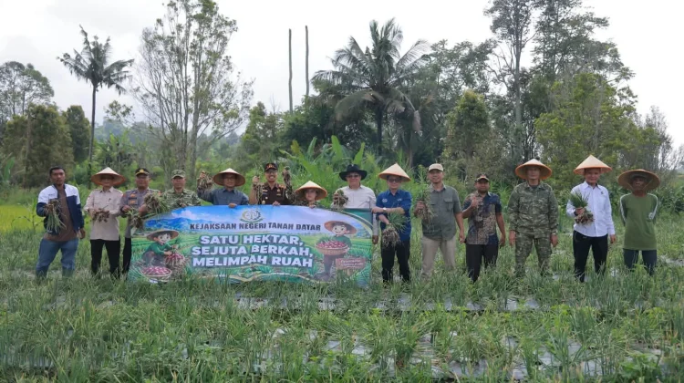 Tanah Datar Gelar Panen Raya Bawang Merah Dukung Ketahanan Pangan