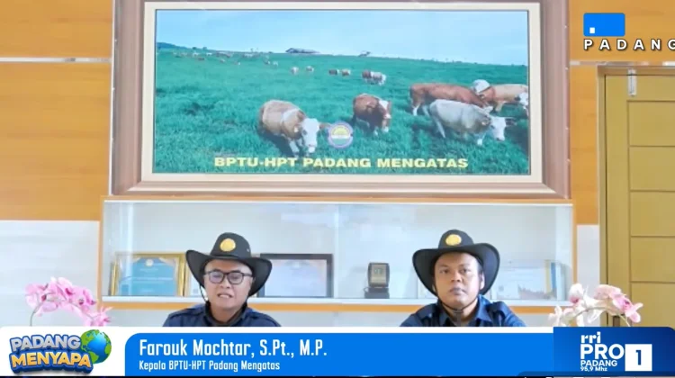 Pemerintah Sebar Semen Beku dan Pejantan Sapi Unggul Nasional