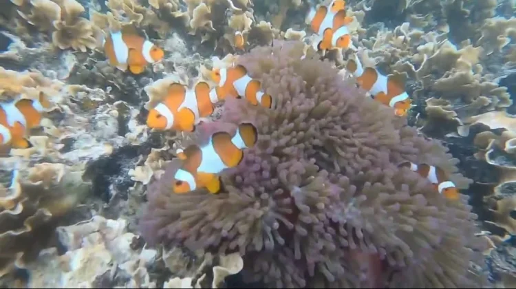 Apakah Ikan Merasa Haus meski Hidup di Air ?