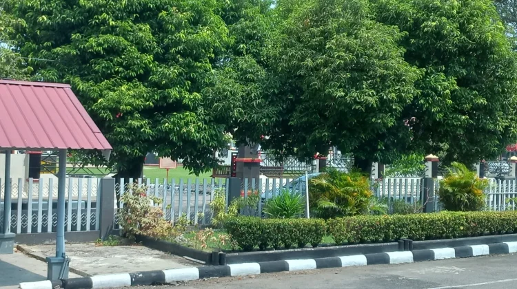 Sinar Matahari dan Klorofil, Kunci Kehidupan Hijau di Balik Rindangnya Pohon