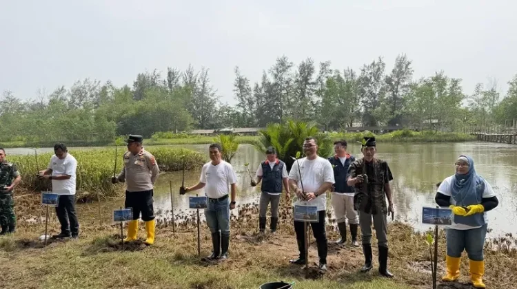 Sepuluh Ribu Mangrove Ditanam Bentengi Pantai Tiram dari Abrasi