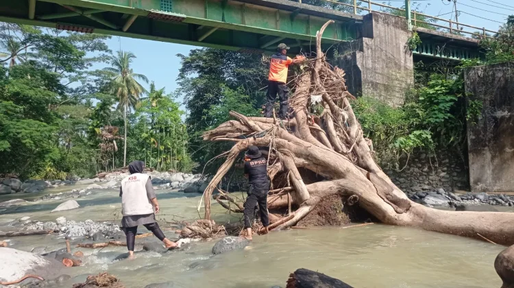 BPBD Padang Evakuasi Pohon Tumbang di Sungai Batang Aro