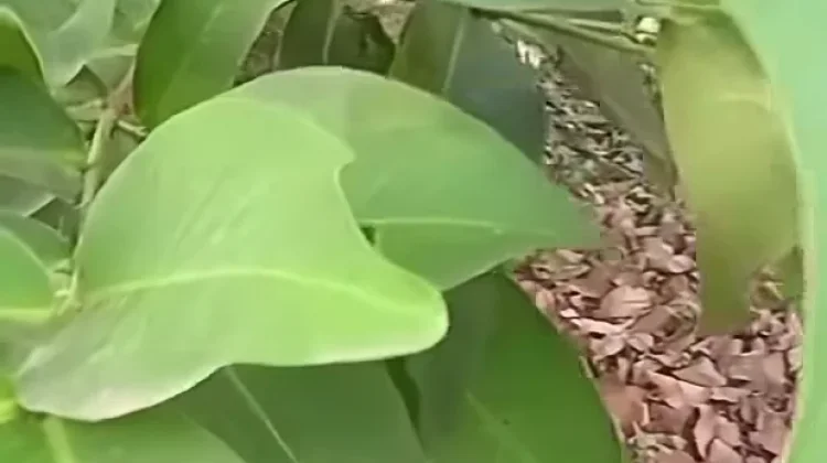 Daun Jambu Air