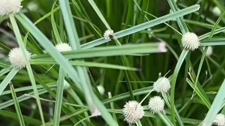 Rumput Subang atau Rumput Teki