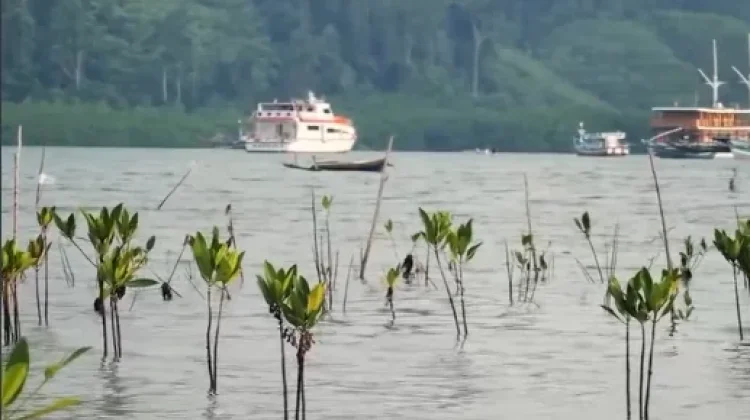 Sumbar Miliki 17 Ribu Hektare Mangrove untuk Serap Karbon