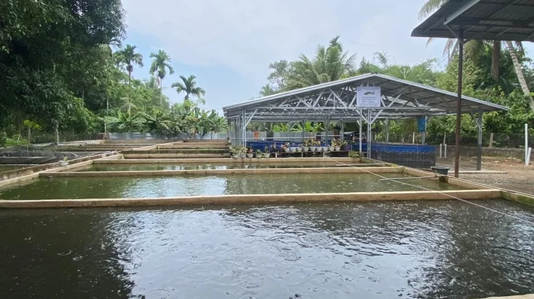 Dinas Perikanan Pessel Pastikan Bantuan Bioflok Dimanfaatkan Optimal