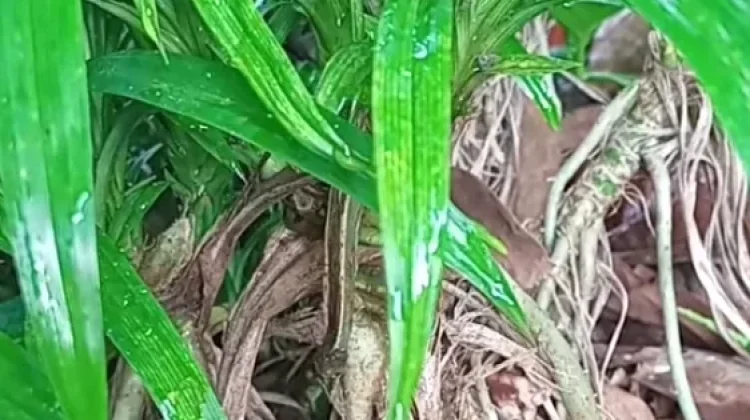 Manfaat Akar Pandan Harum Sebagai Obat Tradisional
