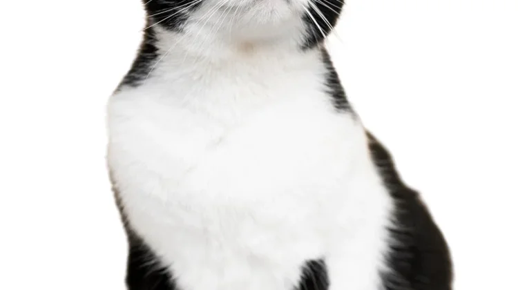 Tips Merawat Kucing agar Sehat Bahagia Setiap Hari