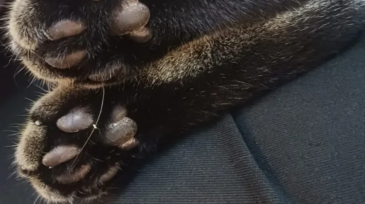 Toe Beans: Bantalan Paw Kucing yang Menggemaskan
