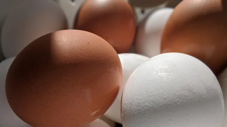 Pilihan Protein Terbaik untuk Mendukung Program Defisit Kalori Anda