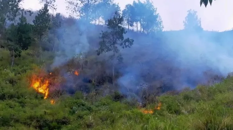 Kemarau Datang, Kebakaran Hutan Mengintai