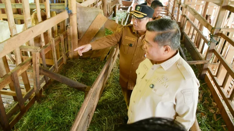 Tiga Tahun, Populasi Kambing Kelompok Tani Durian Sabatang Capai 300 Ekor