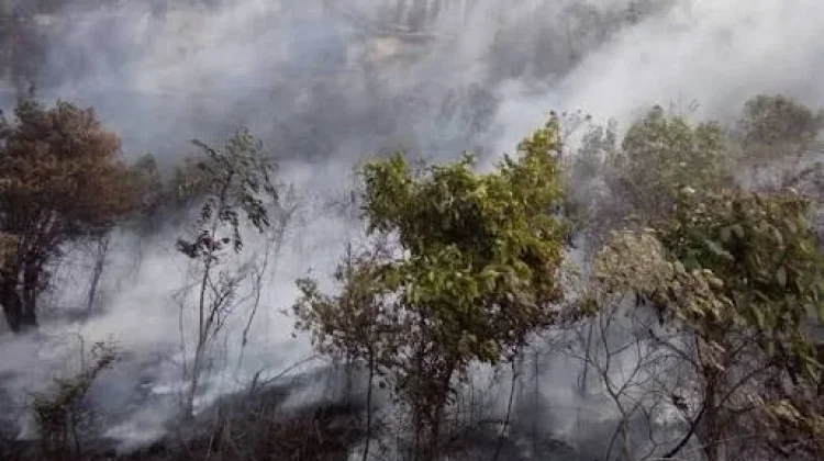 Kualitas Udara Menurun akibat Kabut Asap, Sejumlah Kota di Indonesia Waspada