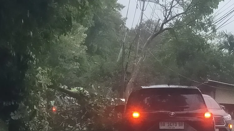 Hujan Guyur Padang, Dua Pohon Tumbang Plus Kualitas Udara Padang Membaik