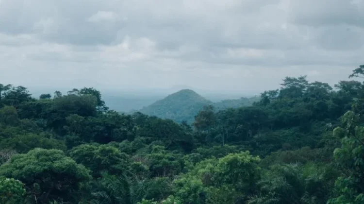 Hutan dan Iklim: Penjaga Alami Keseimbangan Bumi