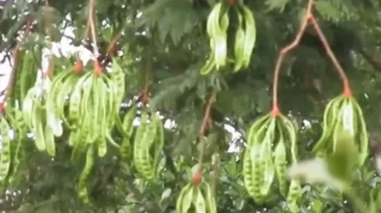 Banyak Manfaat dari Biji Petai