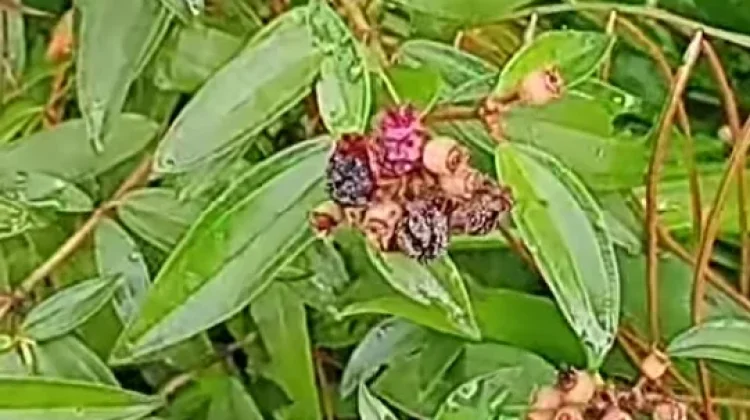 Daun Buah Akar Tanaman Keduduk Banyak Manfaatnya