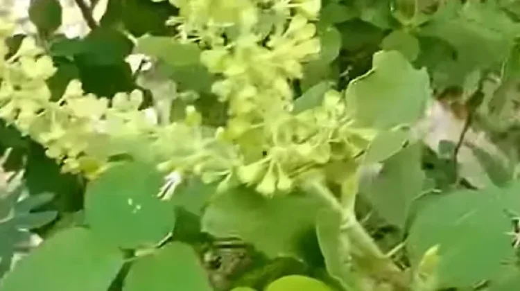 Daun Ruku Ruku serta Manfaatnya