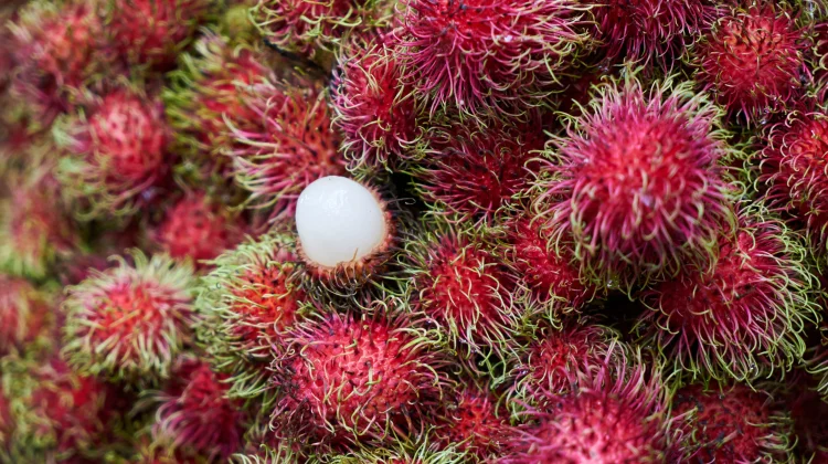 Rambutan, Buah Tropis dengan Fakta Menarik