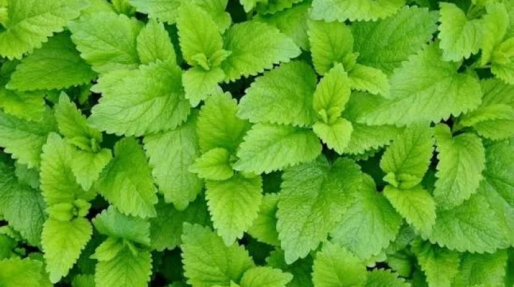 Menguak Keajaiban Klorofil atau Zat Hijau Daun