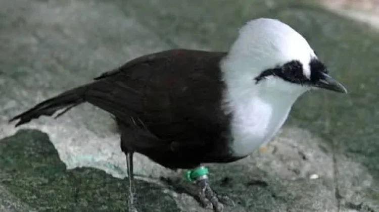 Burung Poksai, Primadona Kicau Mania yang Sempat Legendaris