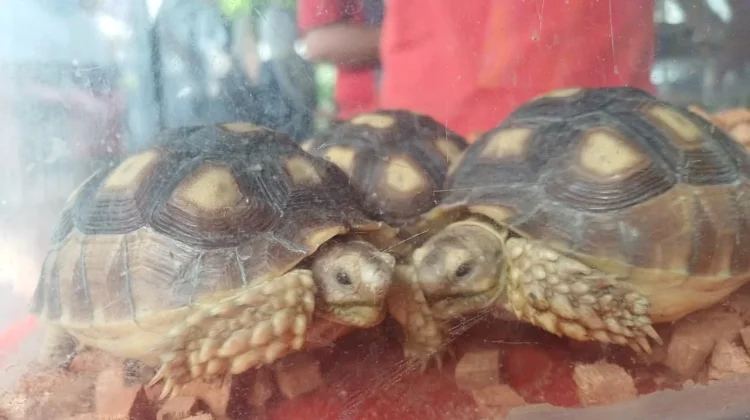 Pesona Kura-kura Sulcata Beserta Tips Perawatannya