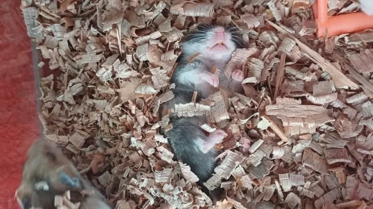 Kenapa Hamster Suka Tidur? Ini Alasannya