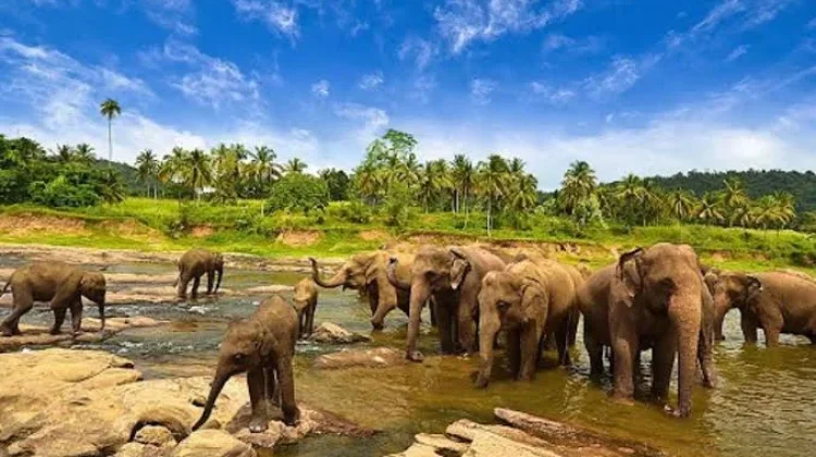 Menikmati Keajaiban Wisata Phenomenal Taman Nasional Way Kambas