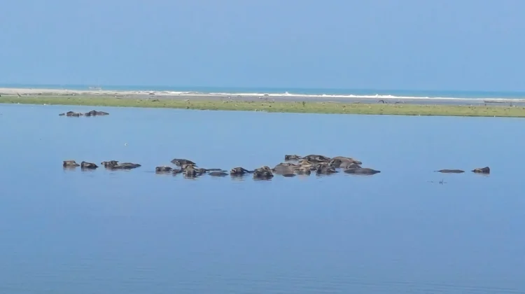 Pemandangan Kerbau Berendam di Muaro Mati Tiku