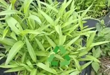 Bank Sampah ASM Padang Sulap Sampah Organik Jadi Kangkung Sehat