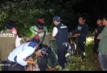 Beruang Madu Masih Berkeliaran di Pasbar, 4 Orang Diserang