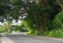 Akar Menjuntai Membahayakan Pengguna Jalan di Bukit Lampu