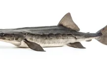 Keunikan Ikan Sturgeon, Sang Fosil Hidup dalam Lautan