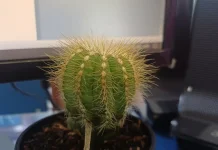 Manfaat Kaktus di Meja Kerjamu yang Jarang Disadari