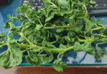 Mamfaat Sayur Bayam Brazil untuk Kesehatan