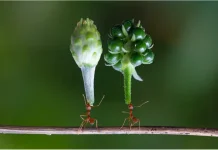 Fakta Semut, Si Kecil yang Super Kuat